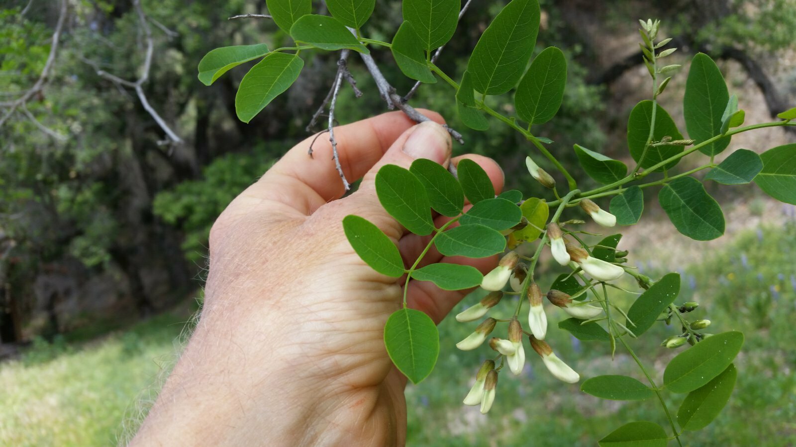 High Resolution Robinia pseudoacacia Leaf